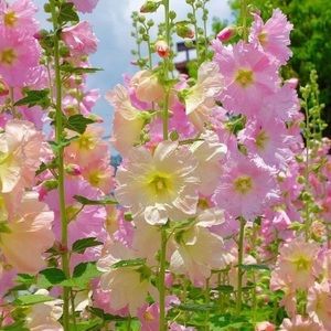 Meet your Posher, Lee ellen